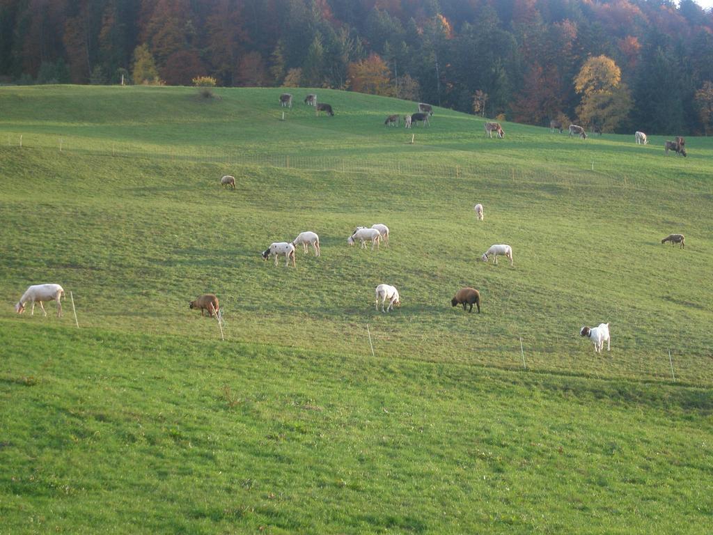 Haus Eberle Daire Hittisau Dış mekan fotoğraf